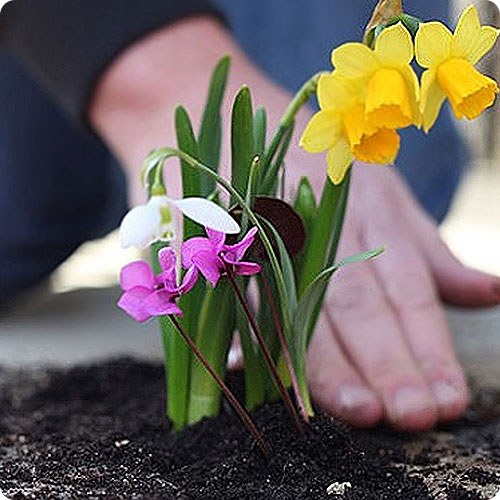 Благоустройство могил | Посадка цветов в цветник